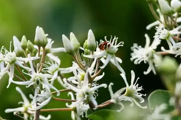 折断有白色乳汁的植物有哪些,常见的有通奶草、鹅绒藤等?插图2 折断有白色乳汁的植物有哪些,常见的有通奶草、鹅绒藤等?插图2