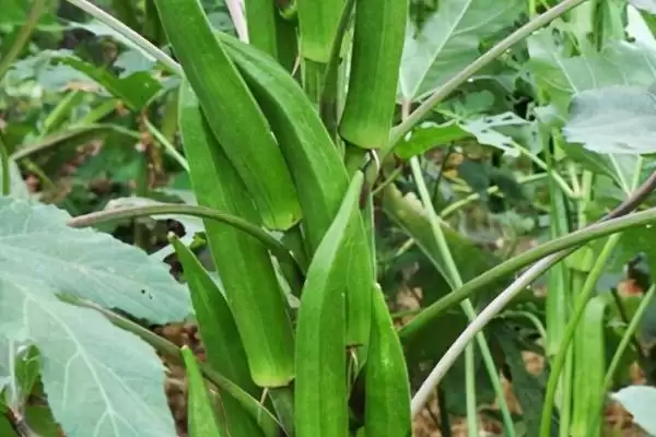 种哪些作物亩收入可达到上万元，西瓜、草莓、甜瓜等水果均为适宜选择？插图5