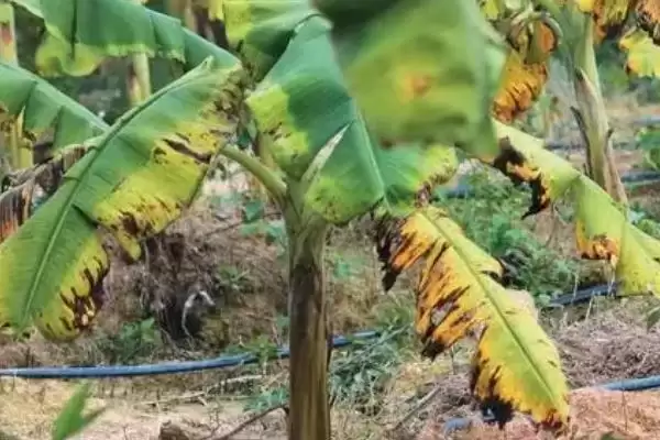 香蕉病虫害及防治方法：不同病虫害不同防治要点？插图4