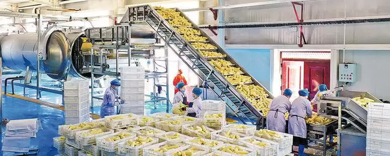 玉米能加工哪一些产品(玉米可以加工成哪些常见产品)？-会东网