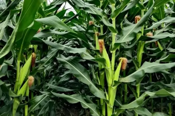 种植玉米保险赔偿标准是多少(种植小户玉米保险赔偿标准为每亩400元)？插图1