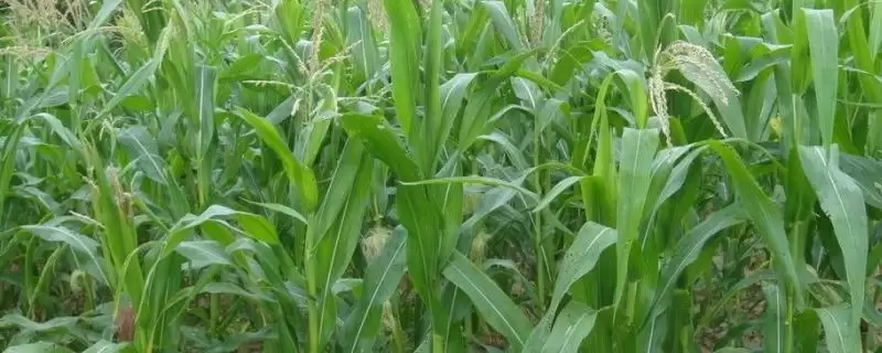 益玉7号玉米种子特点(益玉7号玉米种子有何特点)？-会东网