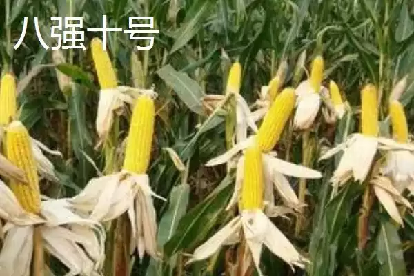 种什么玉米品种好，登海533、和育187、先玉1225等品种均为合适的选择？插图10