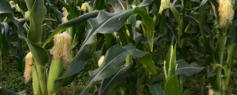 仲玉2号玉米种子啥情况(仲玉2号玉米种子种植介绍)？-会东网