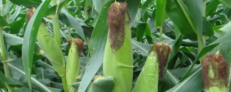 郁青392玉米种子特征特性(郁青392玉米种子特性怎样呈现)?-会东网