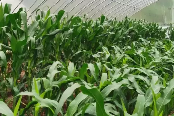 玉米播种后多久拔节(玉米播种后多久会进入拔节期)？插图2