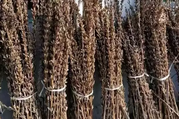 芝麻杆能不能用来喂牛羊(芝麻杆粉碎后才能喂牛羊)？插图1
