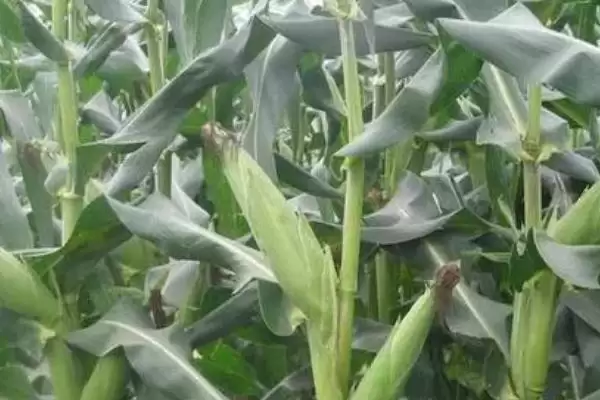 有哪些须根系植物(常见须根系植物有哪些)?插图1 有哪些须根系植物(常见须根系植物有哪些)?插图1