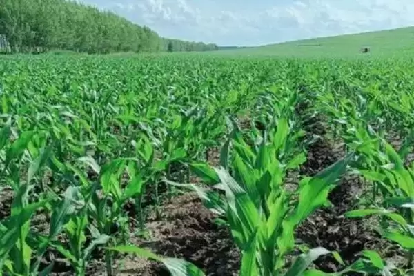 玉米苗被水淹黄了怎么办(玉米苗被水淹黄后如何处理)？插图2