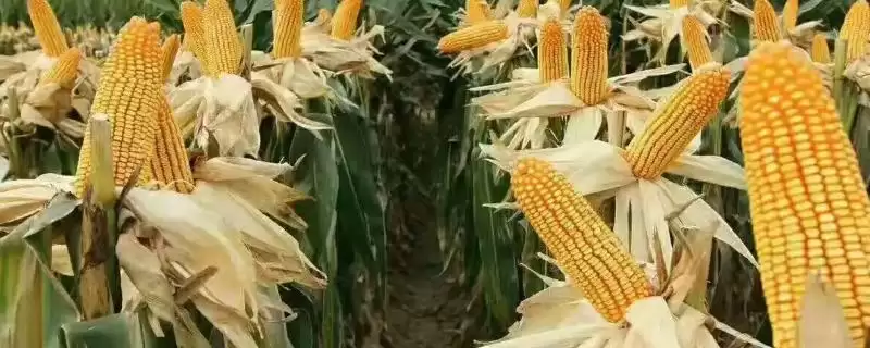 星玉90玉米种子特点及优质高淀粉玉米品种要点？-会东网
