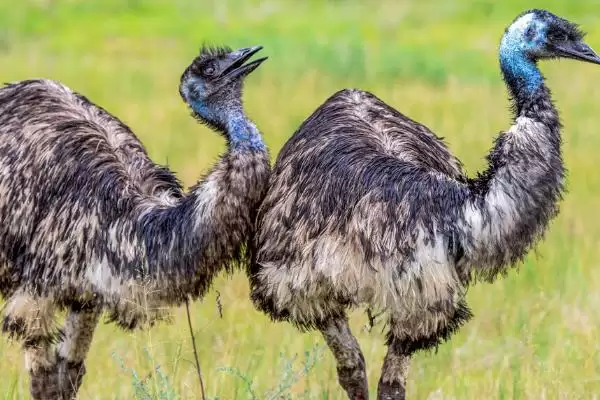 鸵鸟不吃食怎么治疗(鸵鸟不吃食治疗需及时更换饲料)？插图3