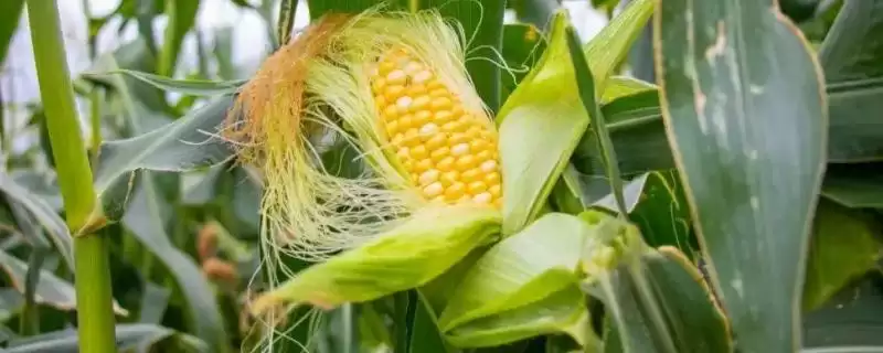 西单3号玉米品种简介及中抗纹枯病情况？-会东网