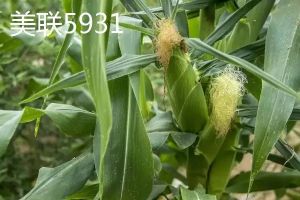 种什么玉米品种好，登海533、和育187、先玉1225等品种均为合适的选择？插图5