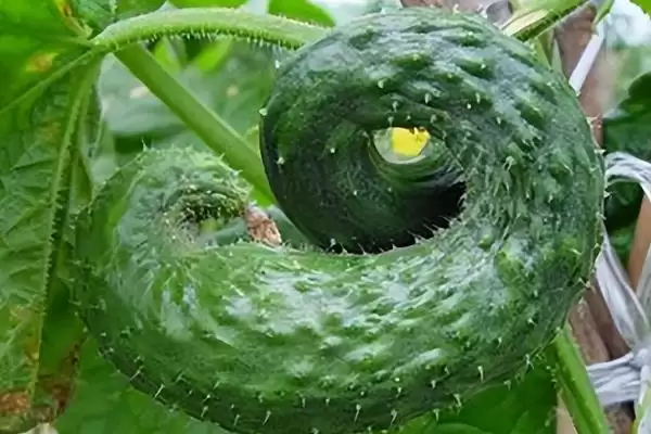 怎么解决除草剂药害(解决除草剂药害的方法有哪些)？插图6
