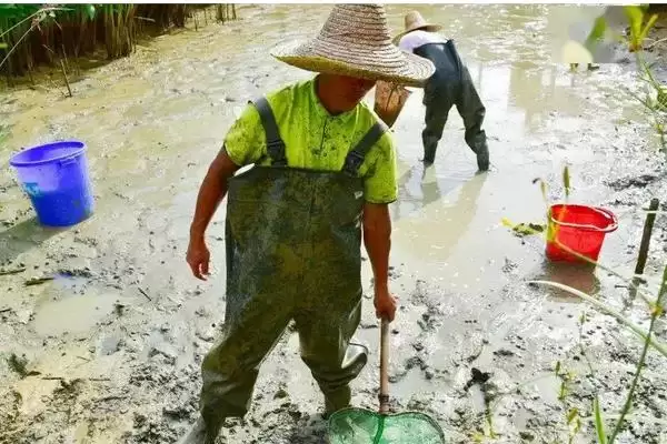 捉泥鳅的方法有哪些(捉泥鳅有常见的五种方法)?插图4 捉泥鳅的方法有哪些(捉泥鳅有常见的五种方法)?插图4