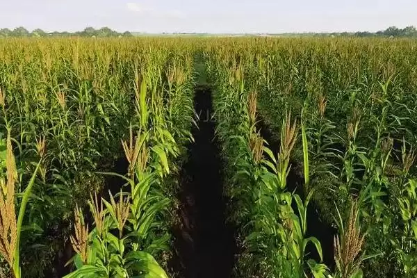 益玉9号（区试名称：益玉978）玉米种子特征特性(益玉9号玉米种子特性有哪些)？插图1