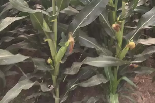 资玉39玉米种子有啥特点(资玉39玉米种子中抗灰斑病)?插图2 资玉39玉米种子有啥特点(资玉39玉米种子中抗灰斑病)?插图2