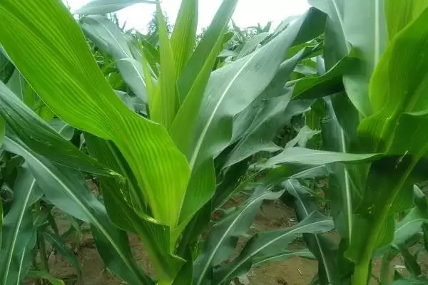 新引KXA4574玉米种子简介及中抗弯孢菌叶斑病情况？插图3