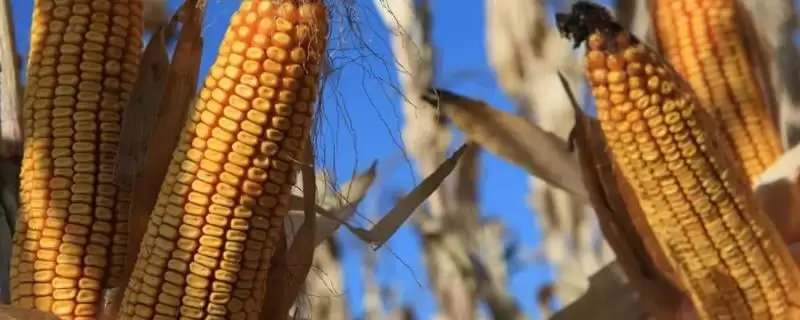 中智9908玉米种子有啥特征特性(中智9908玉米种子生育期春季平均114天)？-会东网