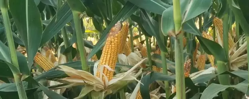 西大881玉米种子特点及亩植密度要点?插图 西大881玉米种子特点及亩植密度要点?插图