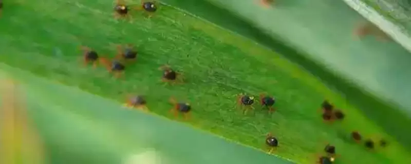 玉米叶螨病(玉米叶螨病的危害和特点是什么)？-会东网