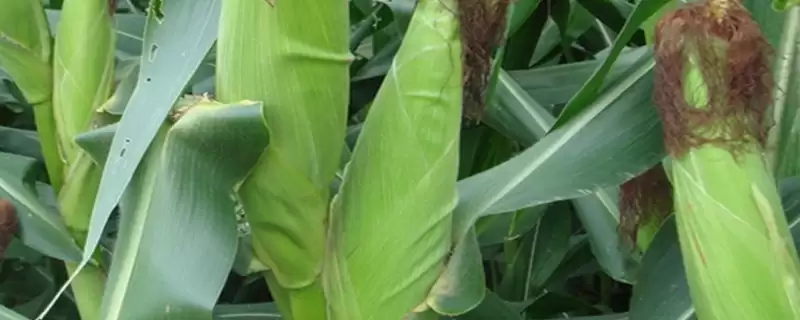 兆育107玉米种啥情况(兆育107玉米种黄淮海夏玉米区6月上中旬播种)？-会东网