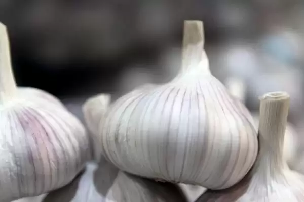 有哪些须根系植物(常见须根系植物有哪些)?插图2 有哪些须根系植物(常见须根系植物有哪些)?插图2