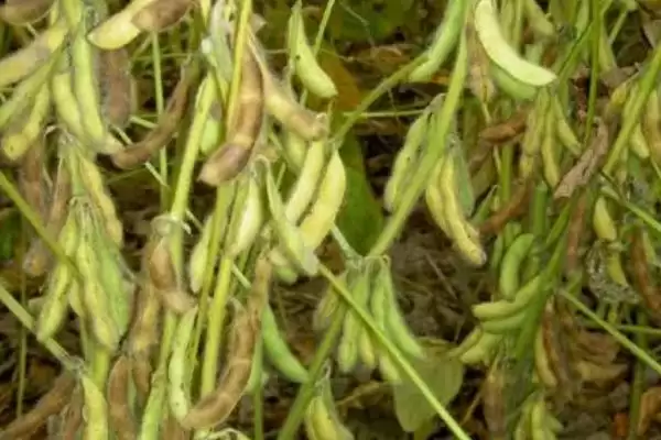 云黄22大豆种简介(云黄22大豆种情况怎样简介)？插图3