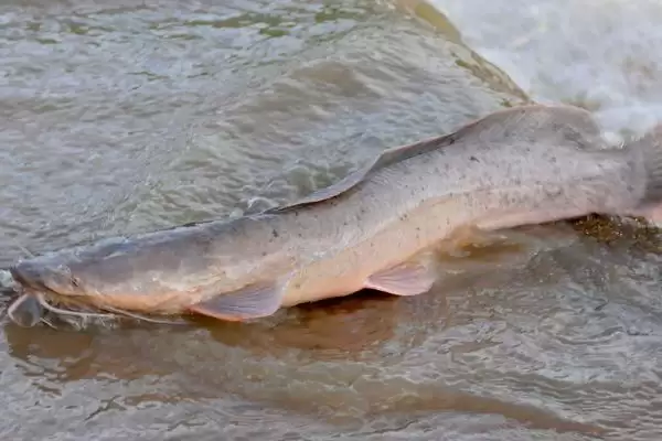 怎么养殖大口鲶(养殖大口鲶的方法和注意事项有哪些)？插图8