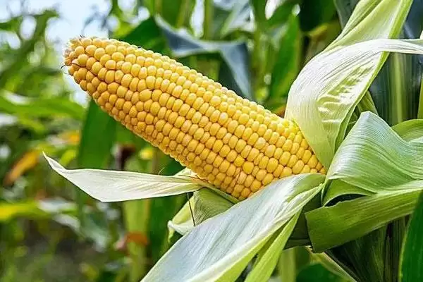 翔玉791玉米品种简介及播期要点？插图3