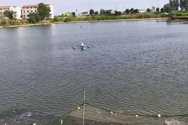 鱼塘如何净化水质(鱼塘净化水质的方法有哪些)?插图1 鱼塘如何净化水质(鱼塘净化水质的方法有哪些)?插图1