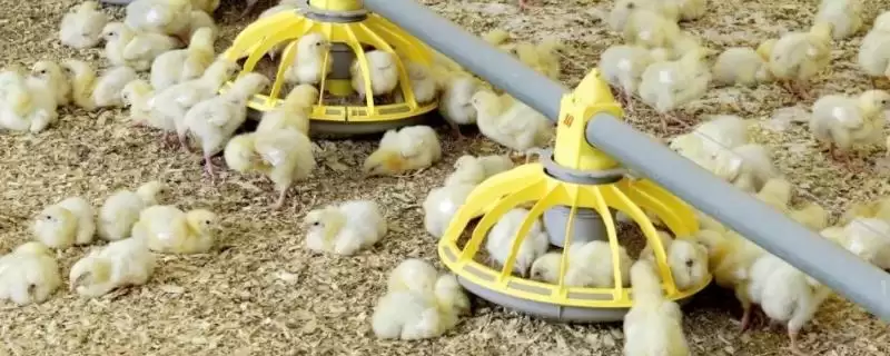 小鸡孵化后喂食时间及开食要点?-会东网