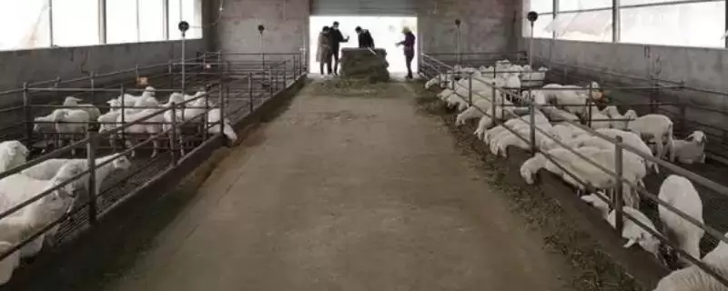 羊呼吸呼噜呼噜是怎么回事(羊呼吸呼噜呼噜原因是什么)?-会东网