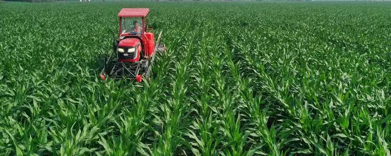 玉米苗期可以喷哪种叶面肥(玉米苗期适用的叶面肥有哪些)？-会东网