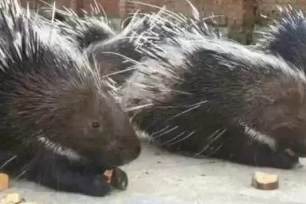 养殖豪猪的销路(养殖豪猪的销路在哪里)？插图4