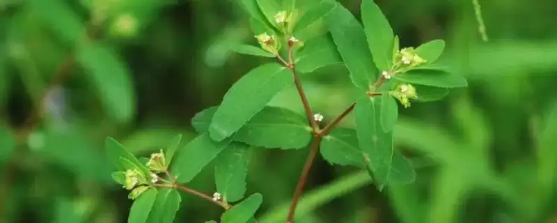 折断有白色乳汁的植物有哪些,常见的有通奶草、鹅绒藤等?插图 折断有白色乳汁的植物有哪些,常见的有通奶草、鹅绒藤等?插图