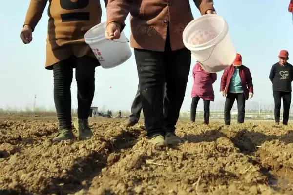 紫云1号（试验名称：紫云1号）玉米种子啥情况(紫云1号玉米种子中抗锈病)？插图1