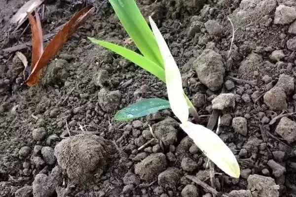 玉米苗叶片变化是缺少哪种元素(玉米苗叶片变化对应缺少什么元素)？插图2