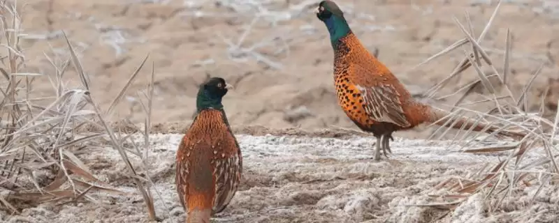 野鸡吃什么(野鸡的食物有哪些)?-会东网