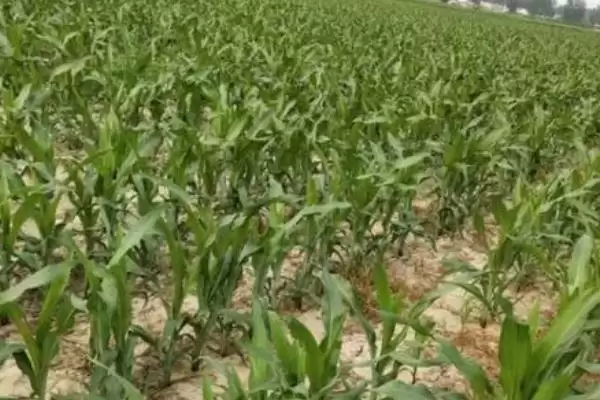 玉米丝黑穗病介绍(玉米丝黑穗病的基本情况介绍)?插图8 玉米丝黑穗病介绍(玉米丝黑穗病的基本情况介绍)?插图8