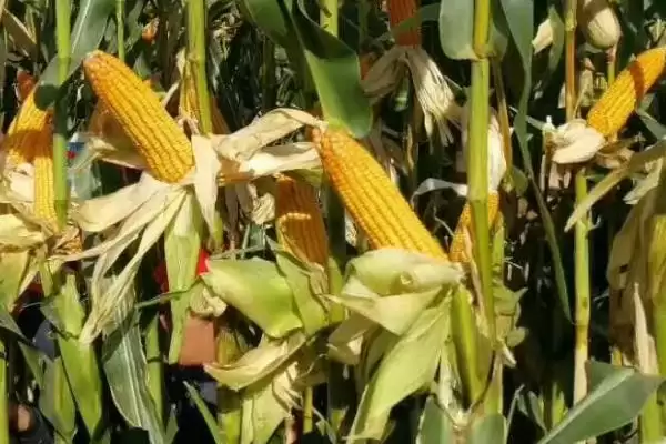 益农72玉米种子特征特性(益农72玉米种子特性怎样)?插图3 益农72玉米种子特征特性(益农72玉米种子特性怎样)?插图3