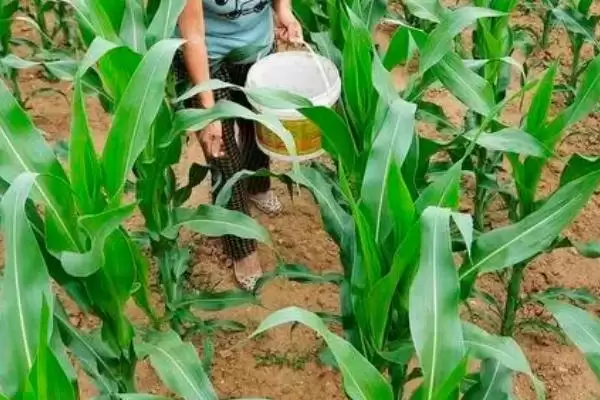 种玉米需要施什么肥(种玉米不同生长阶段所需肥料不同)？插图3