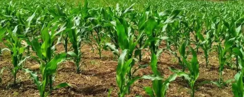玉米苗被水淹黄了怎么办(玉米苗被水淹黄后如何处理)?-会东网