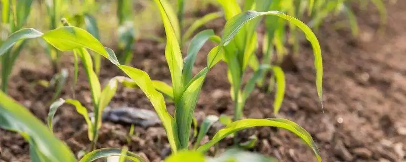 新玉63号玉米种子介绍及春播生育期要点?-会东网