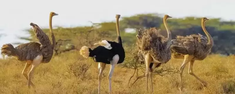 鸵鸟不吃食怎么治疗(鸵鸟不吃食治疗需及时更换饲料)？-会东网