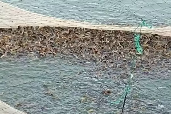 捉泥鳅的方法有哪些(捉泥鳅有常见的五种方法)?插图2 捉泥鳅的方法有哪些(捉泥鳅有常见的五种方法)?插图2