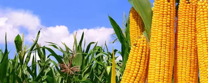 裕丰201玉米种子特征特性(裕丰201玉米种子特性怎样呈现)?-会东网
