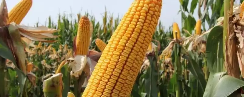 先甜糯838玉米种子特点及防治地老虎等地下害虫要点？-会东网