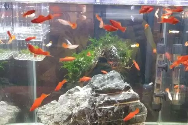 鱼为什么一直上下狂游(鱼上下狂游的原因是什么)？插图2