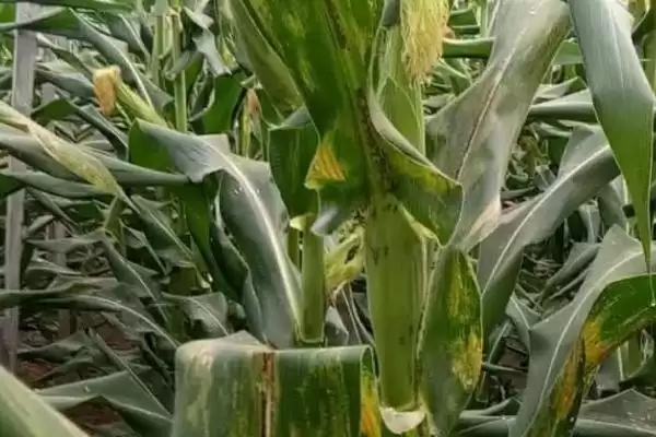 玉米褐斑病的症状(玉米褐斑病的症状表现有哪些)？插图1